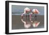 Rare James's flamingos (Phoenicoparrus jamesi), Eduardo Avaroa Andean Fauna National Reserve-Michael Nolan-Framed Photographic Print