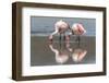 Rare James's flamingos (Phoenicoparrus jamesi), Eduardo Avaroa Andean Fauna National Reserve-Michael Nolan-Framed Photographic Print