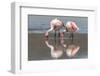 Rare James's flamingos (Phoenicoparrus jamesi), Eduardo Avaroa Andean Fauna National Reserve-Michael Nolan-Framed Photographic Print