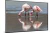 Rare James's flamingos (Phoenicoparrus jamesi), Eduardo Avaroa Andean Fauna National Reserve-Michael Nolan-Mounted Photographic Print