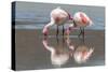 Rare James's flamingos (Phoenicoparrus jamesi), Eduardo Avaroa Andean Fauna National Reserve-Michael Nolan-Stretched Canvas