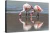 Rare James's flamingos (Phoenicoparrus jamesi), Eduardo Avaroa Andean Fauna National Reserve-Michael Nolan-Stretched Canvas