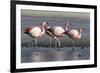 Rare James's flamingos (Phoenicoparrus jamesi), Eduardo Avaroa Andean Fauna National Reserve-Michael Nolan-Framed Photographic Print