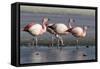 Rare James's flamingos (Phoenicoparrus jamesi), Eduardo Avaroa Andean Fauna National Reserve-Michael Nolan-Framed Stretched Canvas