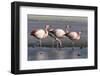 Rare James's flamingos (Phoenicoparrus jamesi), Eduardo Avaroa Andean Fauna National Reserve-Michael Nolan-Framed Photographic Print