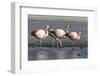 Rare James's flamingos (Phoenicoparrus jamesi), Eduardo Avaroa Andean Fauna National Reserve-Michael Nolan-Framed Photographic Print