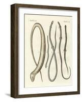 Rare Reptiles-null-Framed Giclee Print