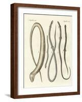 Rare Reptiles-null-Framed Giclee Print