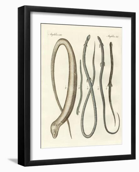 Rare Reptiles-null-Framed Giclee Print