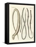 Rare Reptiles-null-Framed Stretched Canvas