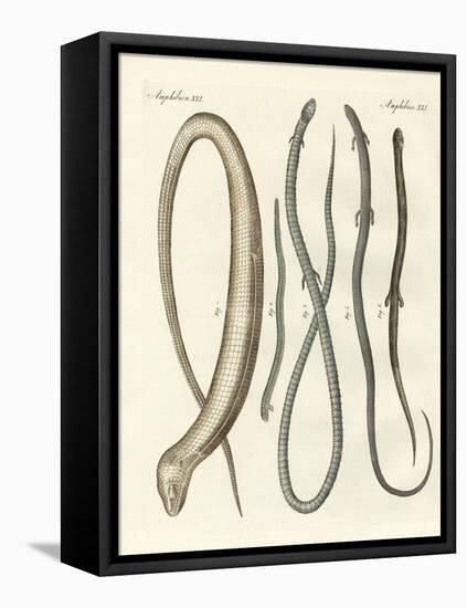 Rare Reptiles-null-Framed Stretched Canvas