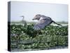 Rare Shoebill, or Whale-Headed Stork Lives in Papyrus Swamps and River Marshes-Nigel Pavitt-Stretched Canvas