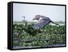 Rare Shoebill, or Whale-Headed Stork Lives in Papyrus Swamps and River Marshes-Nigel Pavitt-Framed Stretched Canvas