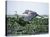 Rare Shoebill, or Whale-Headed Stork Lives in Papyrus Swamps and River Marshes-Nigel Pavitt-Stretched Canvas