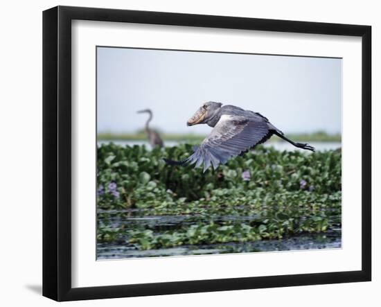 Rare Shoebill, or Whale-Headed Stork Lives in Papyrus Swamps and River Marshes-Nigel Pavitt-Framed Photographic Print