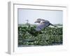 Rare Shoebill, or Whale-Headed Stork Lives in Papyrus Swamps and River Marshes-Nigel Pavitt-Framed Photographic Print