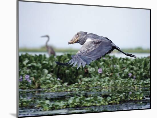 Rare Shoebill, or Whale-Headed Stork Lives in Papyrus Swamps and River Marshes-Nigel Pavitt-Mounted Photographic Print