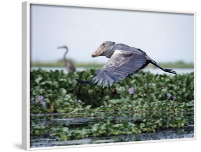 shoebill stork location shoebill stork location