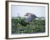 Rare Shoebill, or Whale-Headed Stork Lives in Papyrus Swamps and River Marshes-Nigel Pavitt-Framed Photographic Print