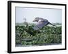 Rare Shoebill, or Whale-Headed Stork Lives in Papyrus Swamps and River Marshes-Nigel Pavitt-Framed Photographic Print