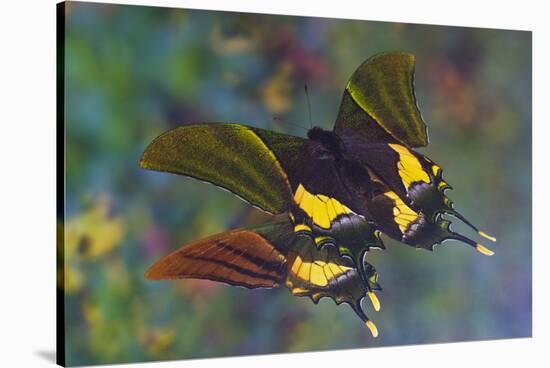 Rare swallowtail butterfly, Teinopalpus imperialis, reflection-Darrell Gulin-Stretched Canvas