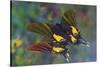 Rare swallowtail butterfly, Teinopalpus imperialis, reflection-Darrell Gulin-Stretched Canvas