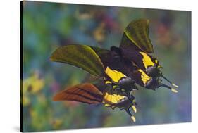 Rare swallowtail butterfly, Teinopalpus imperialis, reflection-Darrell Gulin-Stretched Canvas