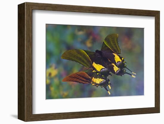 Rare swallowtail butterfly, Teinopalpus imperialis, reflection-Darrell Gulin-Framed Photographic Print