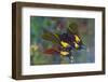 Rare swallowtail butterfly, Teinopalpus imperialis, reflection-Darrell Gulin-Framed Photographic Print