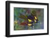 Rare swallowtail butterfly, Teinopalpus imperialis, reflection-Darrell Gulin-Framed Photographic Print