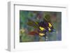 Rare swallowtail butterfly, Teinopalpus imperialis, reflection-Darrell Gulin-Framed Photographic Print