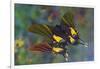 Rare swallowtail butterfly, Teinopalpus imperialis, reflection-Darrell Gulin-Framed Photographic Print