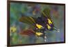 Rare swallowtail butterfly, Teinopalpus imperialis, reflection-Darrell Gulin-Framed Photographic Print