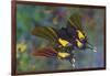 Rare swallowtail butterfly, Teinopalpus imperialis, reflection-Darrell Gulin-Framed Photographic Print