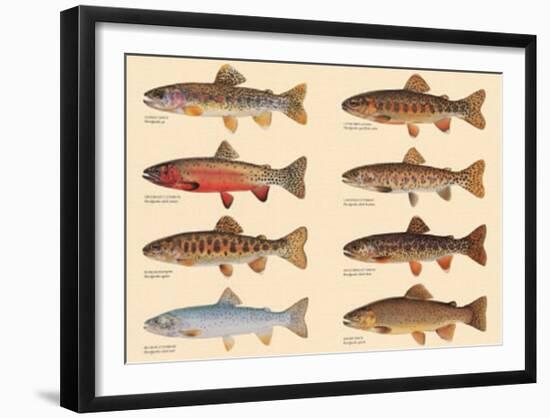 Rare Trout Fish Chart Art Print Poster-null-Framed Art Print