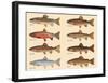 Rare Trout Fish Chart Art Print Poster-null-Framed Art Print