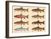 Rare Trout Fish Chart Art Print Poster-null-Framed Art Print