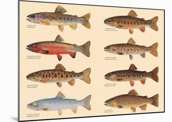 Rare Trout Fish Chart Art Print Poster-null-Mounted Art Print