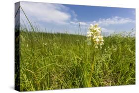 Rare Western Prairie Fringed Orchid, Sheyenne National Grasslands, North Dakota, USA-Chuck Haney-Stretched Canvas