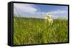 Rare Western Prairie Fringed Orchid, Sheyenne National Grasslands, North Dakota, USA-Chuck Haney-Framed Stretched Canvas