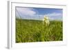 Rare Western Prairie Fringed Orchid, Sheyenne National Grasslands, North Dakota, USA-Chuck Haney-Framed Photographic Print