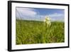 Rare Western Prairie Fringed Orchid, Sheyenne National Grasslands, North Dakota, USA-Chuck Haney-Framed Photographic Print