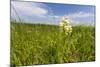 Rare Western Prairie Fringed Orchid, Sheyenne National Grasslands, North Dakota, USA-Chuck Haney-Mounted Photographic Print