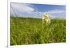 Rare Western Prairie Fringed Orchid, Sheyenne National Grasslands, North Dakota, USA-Chuck Haney-Framed Photographic Print