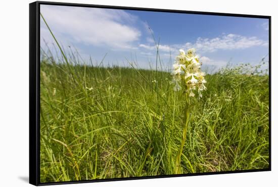 Rare Western Prairie Fringed Orchid, Sheyenne National Grasslands, North Dakota, USA-Chuck Haney-Framed Stretched Canvas