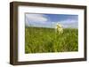 Rare Western Prairie Fringed Orchid, Sheyenne National Grasslands, North Dakota, USA-Chuck Haney-Framed Photographic Print