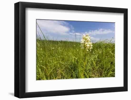 Rare Western Prairie Fringed Orchid, Sheyenne National Grasslands, North Dakota, USA-Chuck Haney-Framed Photographic Print