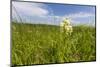 Rare Western Prairie Fringed Orchid, Sheyenne National Grasslands, North Dakota, USA-Chuck Haney-Mounted Photographic Print