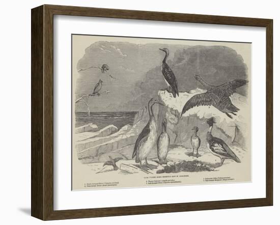 Rare Winter Birds Recently Shot in Yorkshire-null-Framed Giclee Print