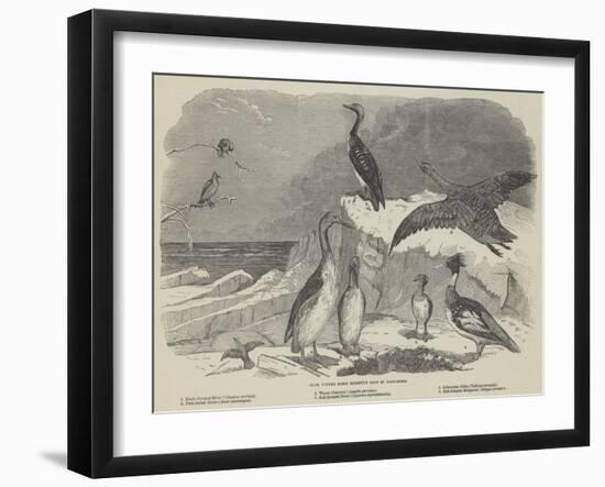 Rare Winter Birds Recently Shot in Yorkshire-null-Framed Giclee Print